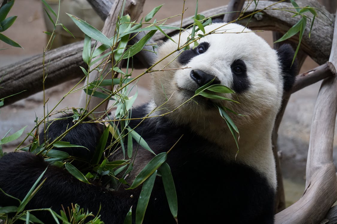 10 facts about china for kids
