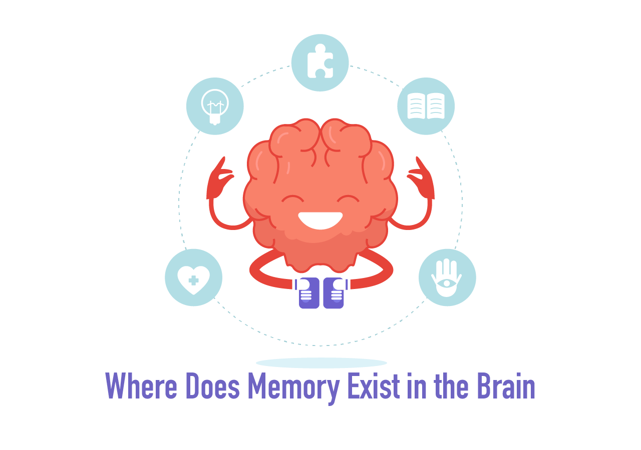 brain structure and function